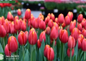 Tulipa Countdown ® (2)